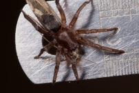 (Araneae - Gnaphosidae - Scotophaeus sp.)